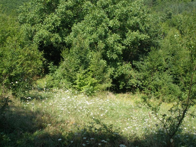 Продава Парцел област София , с. Батулия , м.Равна нива, 3600 кв.м | 78913510 — Imoti.com Продава Парцел област София , с. Батулия , м.Равна нива, 3600 кв.м | 78913510