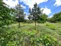 Продава  Парцел област Стара Загора , гр. Казанлък , Старите Лозя, Тюлбе Енина, 500 кв.м | 37802149 - изображение [2]