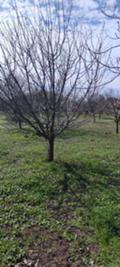 Продава  Парцел област Стара Загора , с. Михайлово , 1300 кв.м | 94905094 - изображение [4]