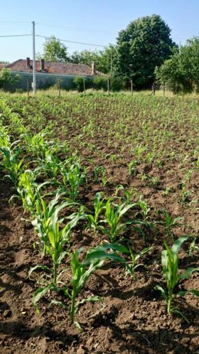 Продава  Парцел, с. Аврен