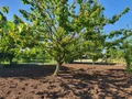 Продава  Къща област Велико Търново , гр. Долна Оряховица , 117 кв.м | 27919678 - изображение [9]