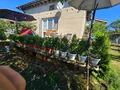 Продава  Къща област София , гр. Драгоман , 70 кв.м | 54931846 - изображение [5]