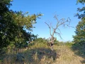 Продава  Земеделска земя област Варна , с. Равна гора , 1033 дка | 45182760 - изображение [4]