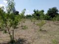 Продава  Парцел област Варна , с. Горен чифлик , 820 кв.м | 74687514 - изображение [2]