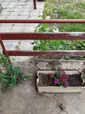 Продава  Вила град Плевен , м-т Мъртва долина , 35 кв.м | 65749055 - изображение [9]