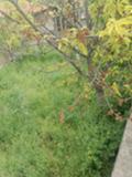 Продава  Къща област Варна , гр. Провадия , 90 кв.м | 95553224 - изображение [10]
