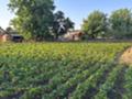 Продава  Къща област Добрич , с. Методиево , 1600 кв.м | 37696998 - изображение [13]