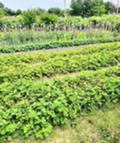 Продава  Къща област Пазарджик , с. Овчеполци , 90 кв.м | 40020716 - изображение [8]